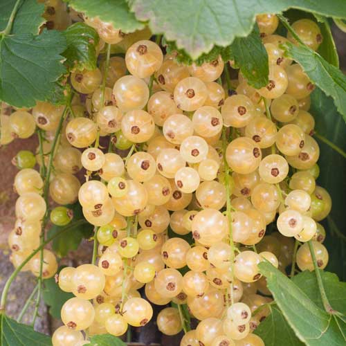 Смородина на штамбе Уайт Ютербог изображение 2 артикул 8007