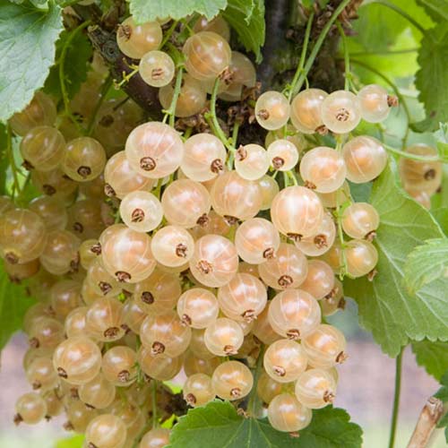 Смородина на штамбе Уайт Версалес артикул фото 1 Смородина на штамбе Уайт Версалес изображение 1 артикул 8008