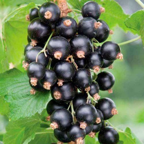 Смородина на штамбе Вернисаж изображение 2 артикул 8011