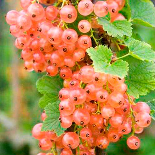 Смородина розовая Чудесная изображение 1 артикул 7574