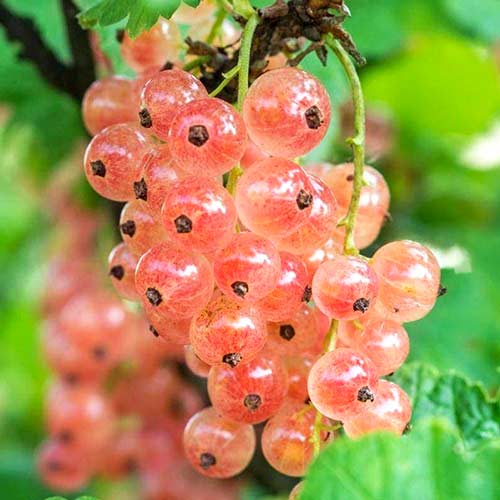 Смородина розовая Голландская изображение 1 артикул 4385