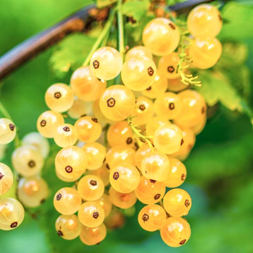 Смородина Золотистая роса изображение 1 артикул 8119