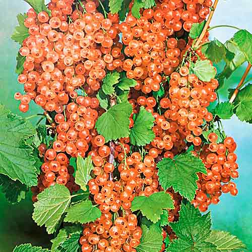 Смородина золотистая Солнышко изображение 1 артикул 7565