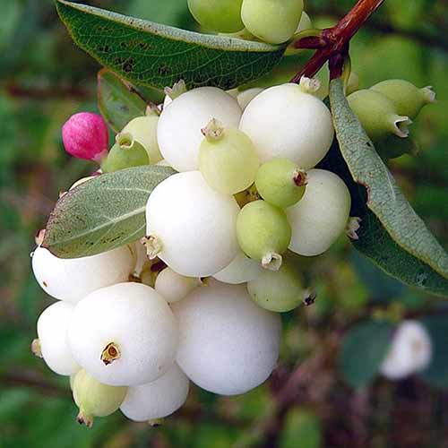 Снежноягодник Альба артикул фото 1 Снежноягодник Альба изображение 1 артикул 4810