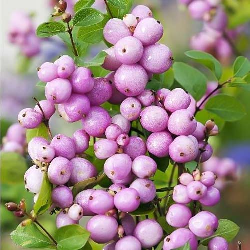 Снежноягодник Доренбоза Мазер оф Перл артикул фото 1 Снежноягодник Доренбоза Мазер оф Перл изображение 1 артикул 67945