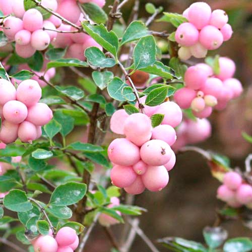 Снежноягодник Доренбоза Мэджик Берри артикул фото 1 Снежноягодник Доренбоза Мэджик Берри изображение 1 артикул 67857