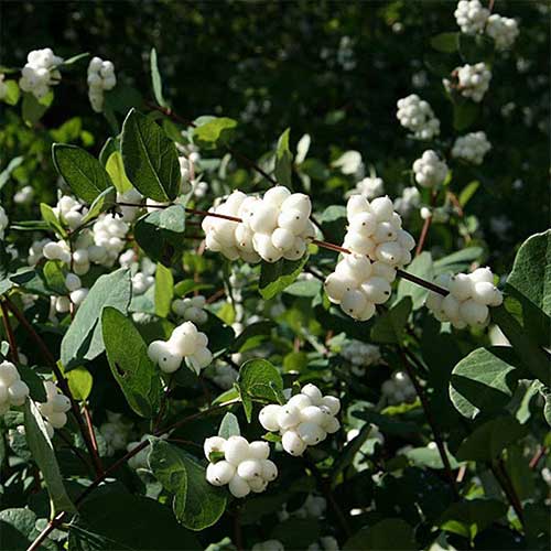 Снежноягодник Вайт Хэйдж артикул фото 1 Снежноягодник Вайт Хэйдж изображение 1 артикул 01216