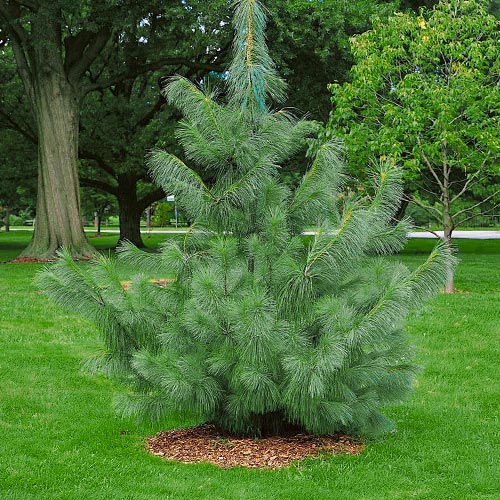 Сосна Гималайская изображение 1 артикул 9409