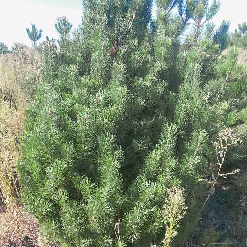 Сосна горная Унцината изображение 1 артикул 8380