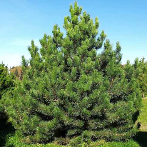 Сосна обыкновенная изображение 1 артикул 9462