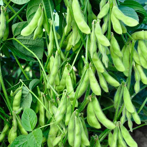 Соя овощная Деликатес Русский огород НК изображение 1 артикул 82783