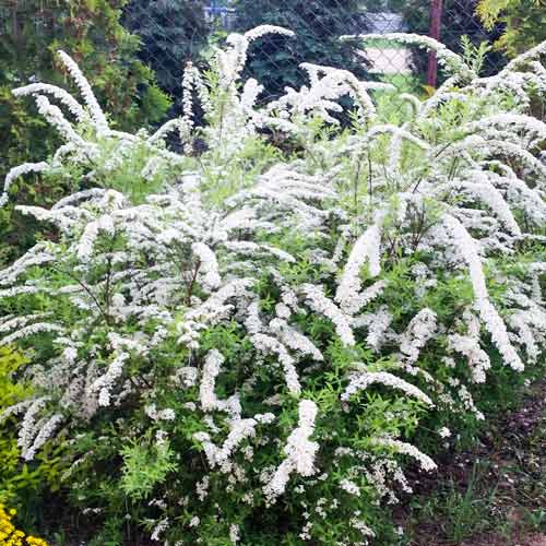 Спирея ниппонская Уайт Карпет изображение 1 артикул 9165