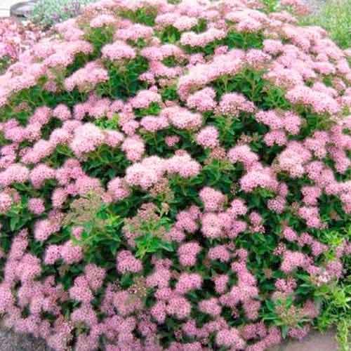 Спирея японская Литл Принцесс изображение 1 артикул 9100