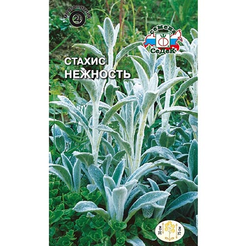 Стахис (чистец) Нежность Седек изображение 1 артикул 93979