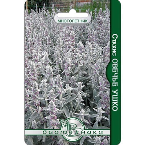 Стахис (чистец) Овечье ушко Биотехника изображение 1 артикул 91607