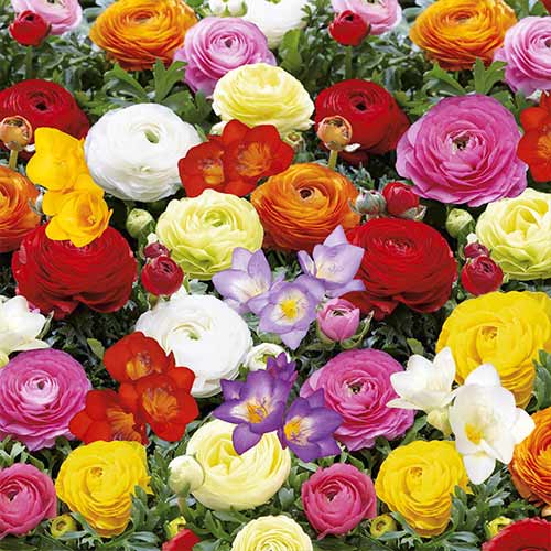 Суперпредложение! Фрезии и ранункулюсы Баттерфляй Бьюти, микс артикул фото 1 Суперпредложение! Фрезии и ранункулюсы Баттерфляй Бьюти, микс изображение 1 артикул 68124