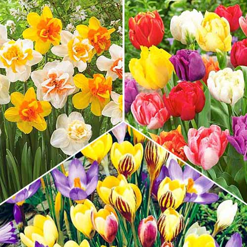 Суперпредложение! Коллекция луковиц Cottage Garden из 3 сортов артикул фото 1 Суперпредложение! Коллекция луковиц Cottage Garden из 3 сортов изображение 1 артикул 70319