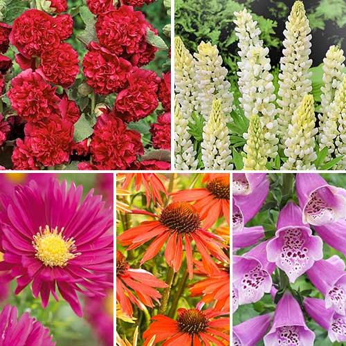 Комплект многолетников Cottage Garden из 5 сортов артикул фото 1 Комплект многолетников Cottage Garden из 5 сортов изображение 1 артикул 76630