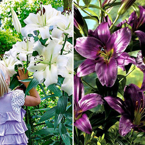 Суперпредложение! Смесь луковиц лилий из 2-х сортов изображение 1 артикул 2916