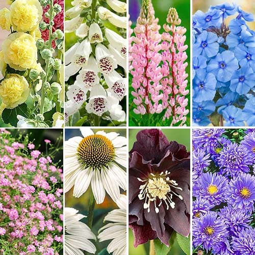 Комплект многолетников Cottage Garden из 8 сортов артикул фото 1 Комплект многолетников Cottage Garden из 8 сортов изображение 1 артикул 76631