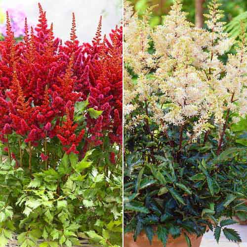 Суперпредложение! Комплект астильб из 2 сортов изображение 1 артикул 67199