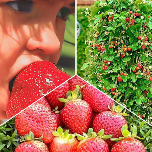 Комплект земляники Большой урожай из 3 сортов изображение 1 артикул 9827