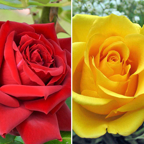 Комплект чайно-гибридных роз Дуо из 2 сортов изображение 1 артикул 2314