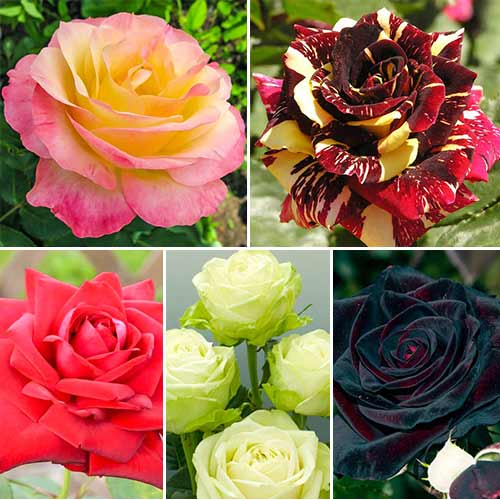 Суперпредложение! Комплект роз чайно-гибридных из 5-ти саженцов изображение 1 артикул 2720
