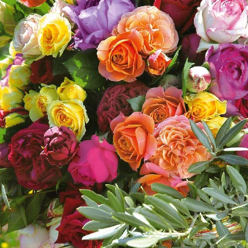 Суперпредложение! Комплект роз чайно-гибридных Парфюм микс из 5-ти сортов артикул фото 1 Суперпредложение! Комплект роз чайно-гибридных Парфюм микс из 5-ти сортов изображение 1 артикул 2721