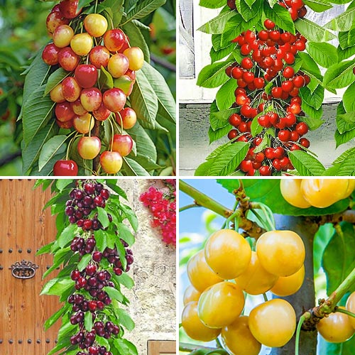 Комплект колоновидных черешен Квартет из 4 саженцев изображение 1 артикул 1978