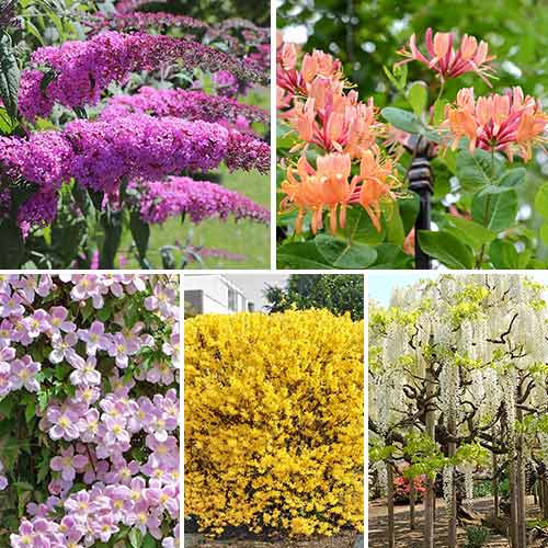 Суперпредложение Цветущая изгородь из 5 саженцев изображение 1 артикул 9191