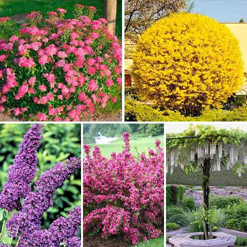 Суперпредложение! Комплект Цветущая изгородь из 5 саженцев изображение 1 артикул 9186