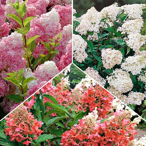 Комплект декоративной гортензии из 3-х саженцев изображение 1 артикул 2556