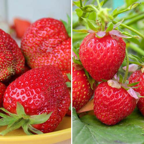 Комплект земляники Детская радость из 2 сортов изображение 1 артикул 9830