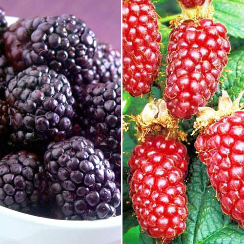 Комплект ежемалины Дуэт из 2 саженцев изображение 1 артикул 7642