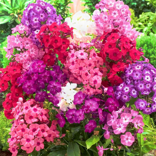 Суперпредложение! Комплект из 5-ти флоксов  Микс цветов изображение 1 артикул 2984