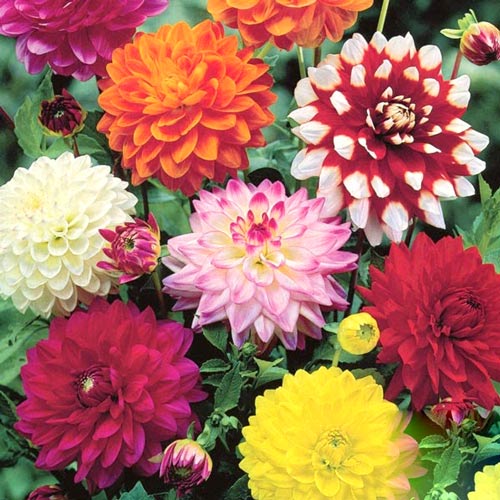 Суперпредложение! Комплект декоративных Георгин из 8 луковиц изображение 1 артикул 2986