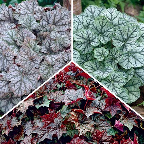 Суперпредложение! Комплект декоративных Гейхер из 3-х сортов изображение 1 артикул 2987