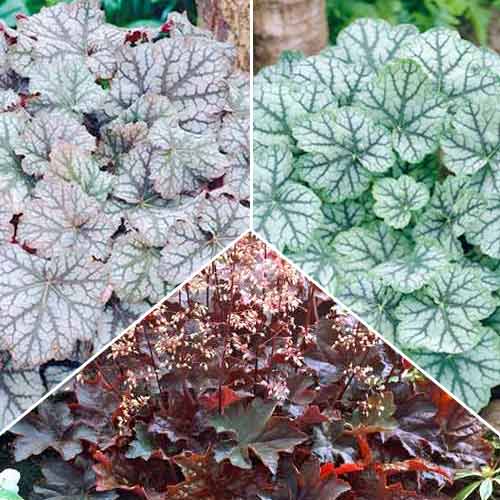 Суперпредложение! Комплект гейхер из 3 сортов изображение 1 артикул 67207