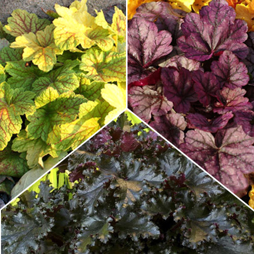 Суперпредложение! Гейхера из 3-х сортов изображение 1 артикул 7289