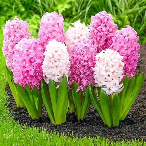 Суперпредложение! Комплект гиацинтов из 14-ти луковиц изображение 1 артикул 67550