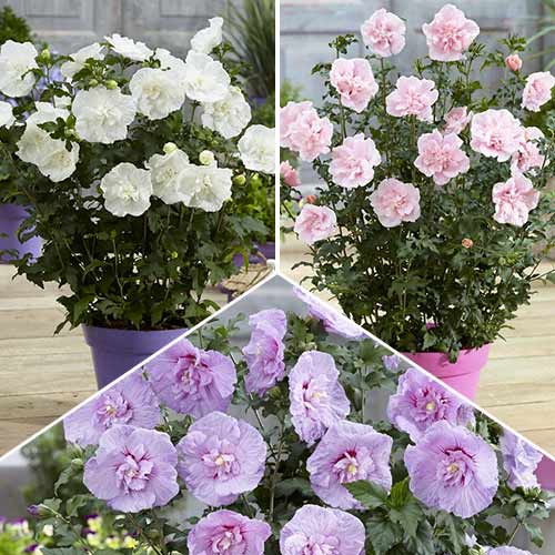 Суперпредложение! Комплект гибискусов сирийских Шифон из 3 саженцев изображение 1 артикул 9552