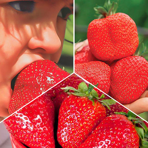 Комплект земляники Гиганты из 3 сортов изображение 1 артикул 9826