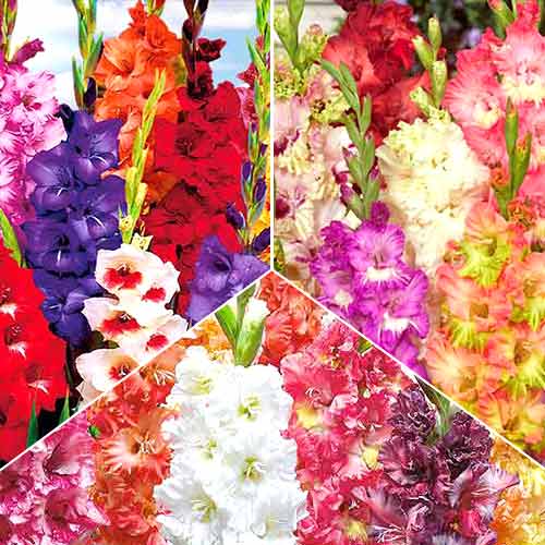 Суперпредложение! Комплект гладиолусов из 30 луковиц изображение 1 артикул 67050