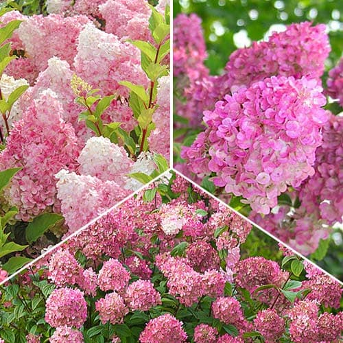Комплект гортензий в розовых тонах из 3 саженцев изображение 1 артикул 9111