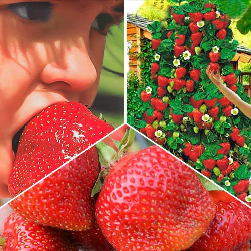 Суперпредложение! Комплект Хит сезона из 3 сортов земляники артикул фото 1 Суперпредложение! Комплект Хит сезона из 3 сортов земляники изображение 1 артикул 9824