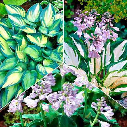 Суперпредложение! Комплект хост из 3 сортов артикул фото 1 Суперпредложение! Комплект хост из 3 сортов изображение 1 артикул 67053