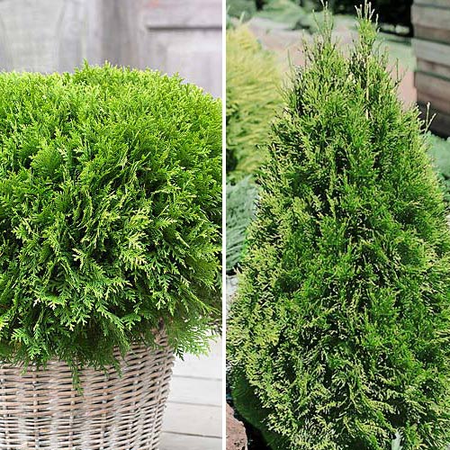 Комплект Хвойный дуэт из 2 саженцев изображение 1 артикул 9468