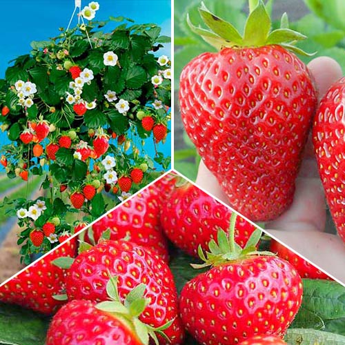 Суперпредложение! Комплект из 3-х сортов земляники Круглый год артикул фото 1 Суперпредложение! Комплект из 3-х сортов земляники Круглый год изображение 1 артикул 4916