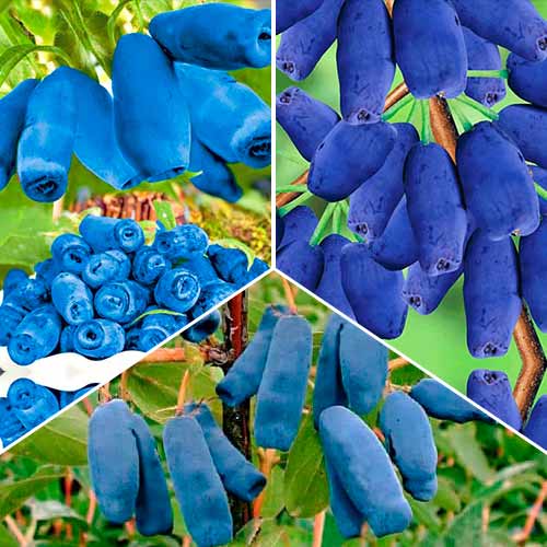 Комплект жимолости из 3 саженцев изображение 1 артикул 5422